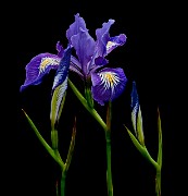 Iris tenax - Oregon Iris 4385